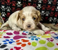 Teddy, a male Cavapoo for sale in Shirley, NY – Photo 5 of 8