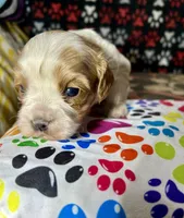 Teddy, a male Cavapoo for sale in Shirley, NY – Photo 6 of 8