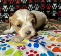 Teddy, a male Cavapoo for sale in Shirley, NY – Photo 7 of 8