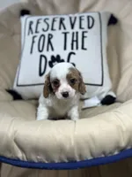 Teddy, a male Cavapoo for sale in Shirley, NY – Photo 1 of 8