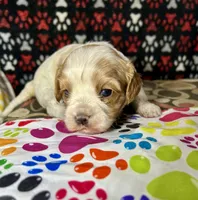 Teddy, a male Cavapoo for sale in Shirley, NY – Photo 8 of 8