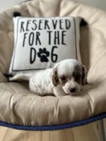 Teddy, a male Cavapoo for sale in Shirley, NY – Photo 4 of 8