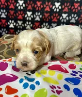 Teddy, a male Cavapoo for sale in Shirley, NY – Photo 3 of 8