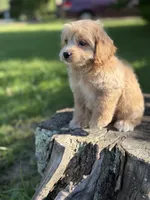 Nova, a female Cockapoo for sale in Shirley, NY – 5 of 5