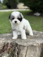 Maribel, a female Maltipoo for sale in Shirley, NY – Photo 2 of 4