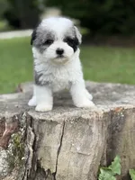 Maribel, a female Maltipoo for sale in Shirley, NY – Photo 3 of 4