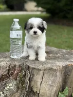 Maribel, a female Maltipoo for sale in Shirley, NY – Photo 4 of 4