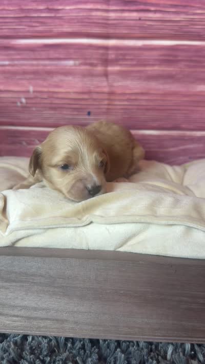 Nala, a female Cockapoo for sale in Shirley, NY – 9 of 10