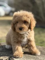 Redrick , a male Poodle - Miniature  for sale in Shirley, NY – Photo 2 of 4