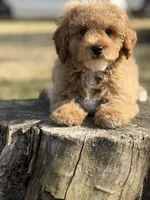 Redrick , a male Poodle - Miniature  for sale in Shirley, NY – Photo 4 of 4