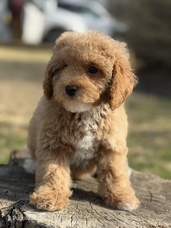 Redrick  – Poodle - Miniature  puppy for sale in Shirley, NY