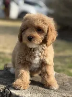 Redrick , a male Poodle - Miniature  for sale in Shirley, NY – Photo 1 of 4