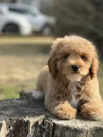 Redrick , a male Poodle - Miniature  for sale in Shirley, NY – Photo 3 of 4