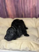 processed/87827859-3a9c-4f84-b570-27076a68ec94/listing/1c377f6e-6544-43d9-b8df-cb3534b539eb/bc8ce45c-e226-4859-8d6c-d9b500b89d2a