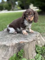 Jake, a male Miniature Dachshund for sale in Shirley, NY – Photo 3 of 6