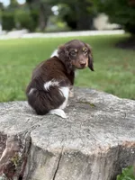 Jake, a male Miniature Dachshund for sale in Shirley, NY – Photo 6 of 6