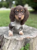 Jake, a male Miniature Dachshund for sale in Shirley, NY – Photo 2 of 6