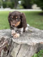 Jake, a male Miniature Dachshund for sale in Shirley, NY – Photo 4 of 6