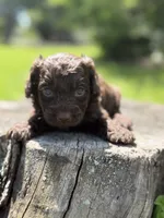 Nash, a male Cockapoo for sale in Shirley, NY – 3 of 10