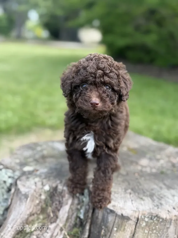 Luke (chocolate tri color) – Poodle - Toy  puppy for sale in Shirley, NY