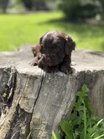 Nox, a male Cockapoo for sale in Shirley, NY – 5 of 9
