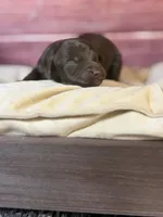 Nash, a male Cockapoo for sale in Shirley, NY – 4 of 6