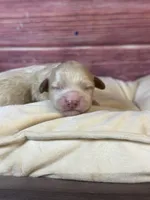 Nala, a female Cockapoo for sale in Shirley, NY – 2 of 4