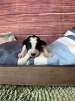 Rowan, a male Maltipoo for sale in Shirley, NY – 1 of 4