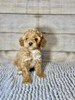 Sam, a female Cockapoo for sale in Shirley, NY – Photo 4 of 4