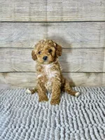 Sam, a female Cockapoo for sale in Shirley, NY – Photo 1 of 4