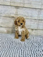 Sam, a female Cockapoo for sale in Shirley, NY – Photo 3 of 4