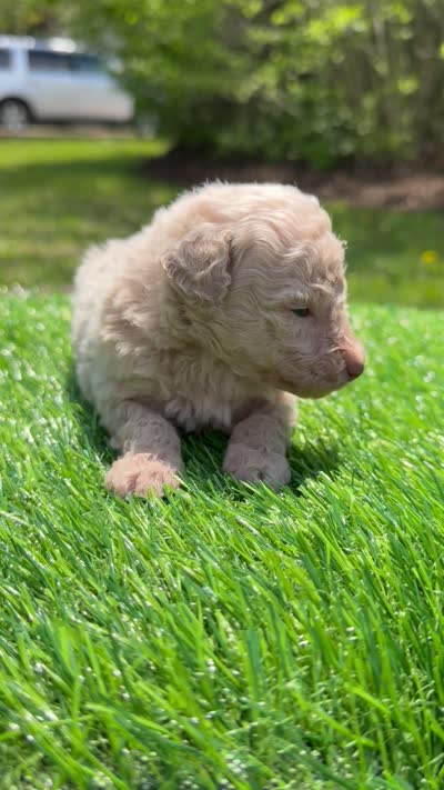 Coral, a female Poodle - Toy  for sale in Shirley, NY – 4 of 4