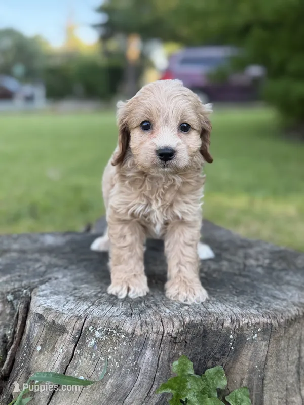 Nova – Cockapoo puppy for sale in Shirley, NY