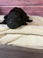 Nora , a female Cockapoo for sale in Shirley, NY – 2 of 5