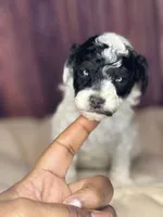 Mr. mustache, a male Poodle - Miniature  for sale in Shirley, NY – Photo 5 of 5