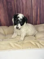 Mr. mustache, a male Poodle - Miniature  for sale in Shirley, NY – Photo 4 of 5