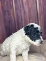 Mr. mustache, a male Poodle - Miniature  for sale in Shirley, NY – Photo 3 of 5