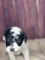 Mr. mustache, a male Poodle - Miniature  for sale in Shirley, NY – Photo 2 of 5