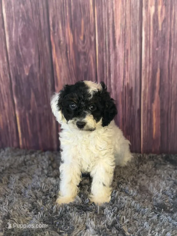 Mr. mustache – Poodle - Miniature  puppy for sale in Shirley, NY