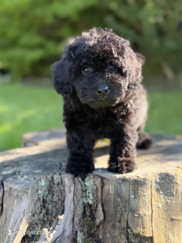 Nora – Cockapoo puppy for sale in Shirley, NY