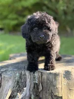 Nora, a female Cockapoo for sale in Shirley, NY – 1 of 4