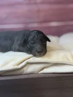 Bane (dark blue Merle), a male Poodle - Toy  for sale in Shirley, NY – 4 of 6