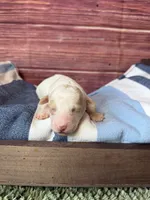 Atlas, a male Maltipoo for sale in Shirley, NY – 2 of 5
