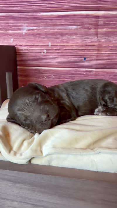 Nash, a male Cockapoo for sale in Shirley, NY – 9 of 10