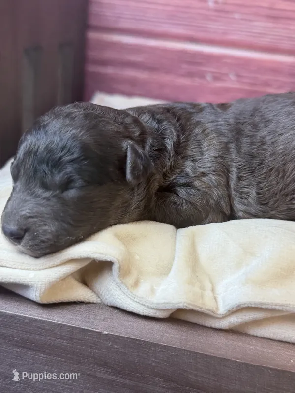 Bane (dark blue Merle) – Poodle - Toy  puppy for sale in Shirley, NY