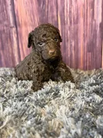 Nico, a male Cockapoo for sale in Shirley, NY – Photo 4 of 4