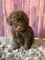 Nico, a male Cockapoo for sale in Shirley, NY – Photo 5 of 5