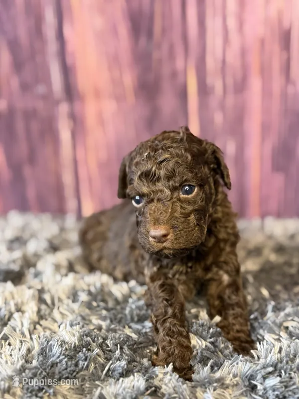 Nico – Cockapoo puppy for sale in Shirley, NY