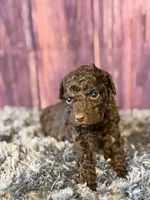 Nico, a male Cockapoo for sale in Shirley, NY – Photo 1 of 4