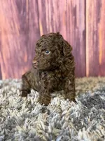 Nico, a male Cockapoo for sale in Shirley, NY – Photo 2 of 4